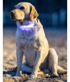 sugar dog Collier pour chien LED Loom bleu Outlet
