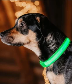 sugar dog Collier pour chien LED Loom vert
