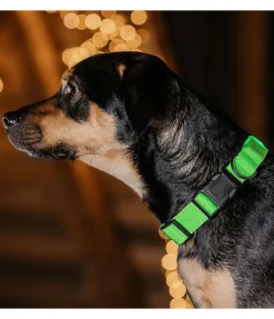 sugar dog Collier pour chien LED Loom vert