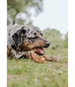 sugar dog Cou de dinde pour chien . Produit en Autriche.