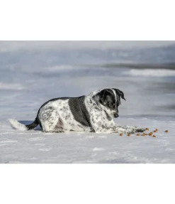 sugar dog Cubes de viande pour chien Softie volaille