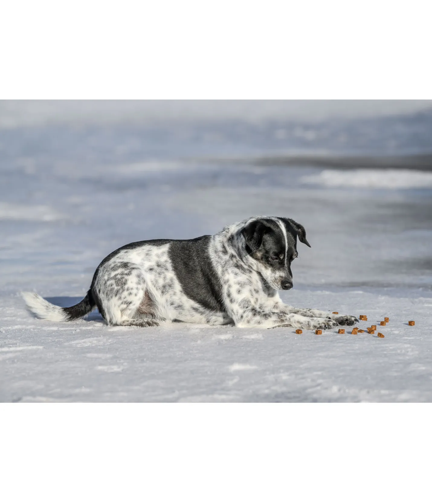sugar dog Cubes de viande pour chien Softie volaille