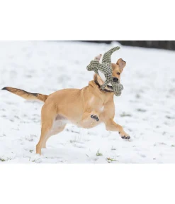 sugar dog Dinosaure en peluche pour chien Rexy vert Sale