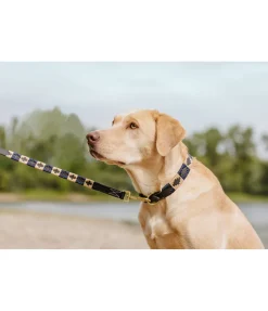 sugar dog Ensemble collier et laisse en cuir pour chien Polo Sports brun /doré Outlet
