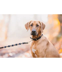sugar dog Ensemble collier et laisse en cuir pour chien Polo Sports brun /doré Outlet