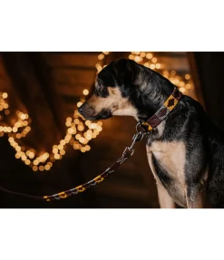 sugar dog Ensemble collier et laisse en cuir pour chien Polo Sports brun Best