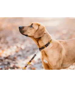 sugar dog Ensemble collier et laisse en cuir pour chien Polo Sports brun Best