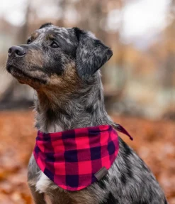 sugar dog Foulard pour chien Henry rouge Hot