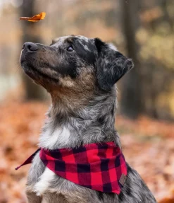 sugar dog Foulard pour chien Henry rouge Hot
