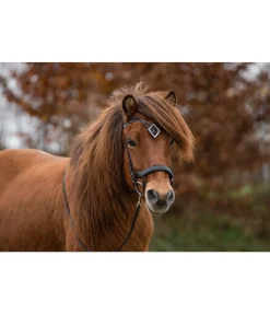 FENGUR Frontal Glitbrá Best