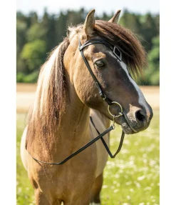 FENGUR Frontal Glitbrá Best