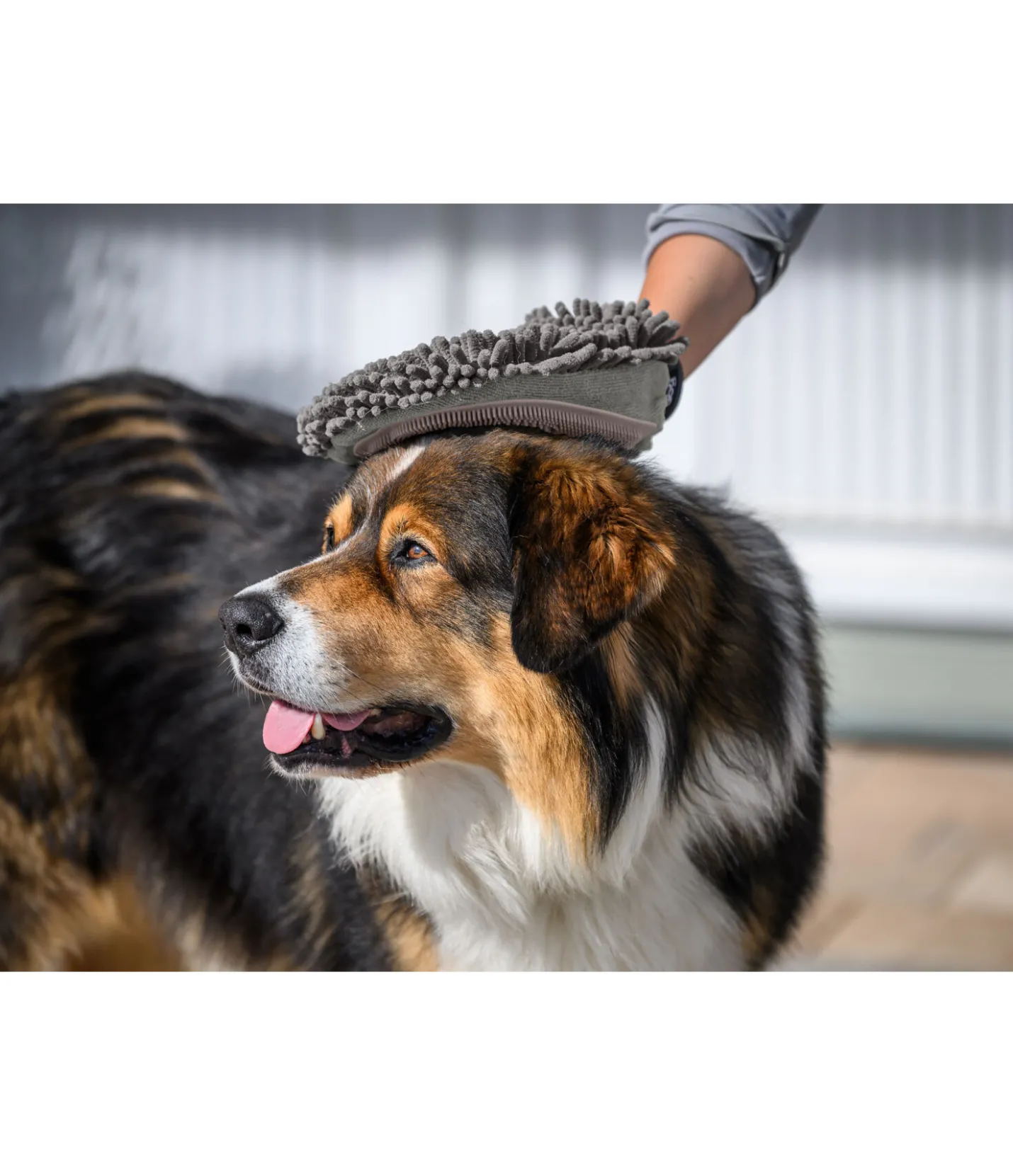 sugar dog Gant de toilettage pour chien Cosma brume Clearance