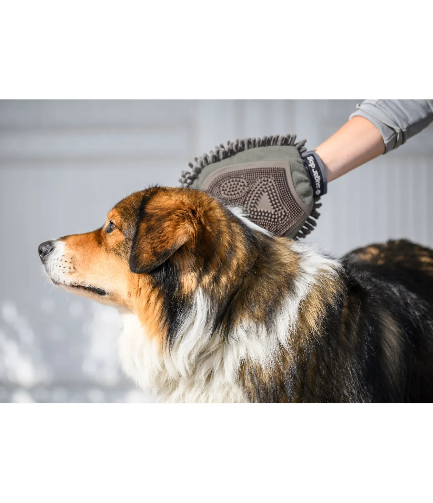 sugar dog Gant de toilettage pour chien Cosma brume Clearance