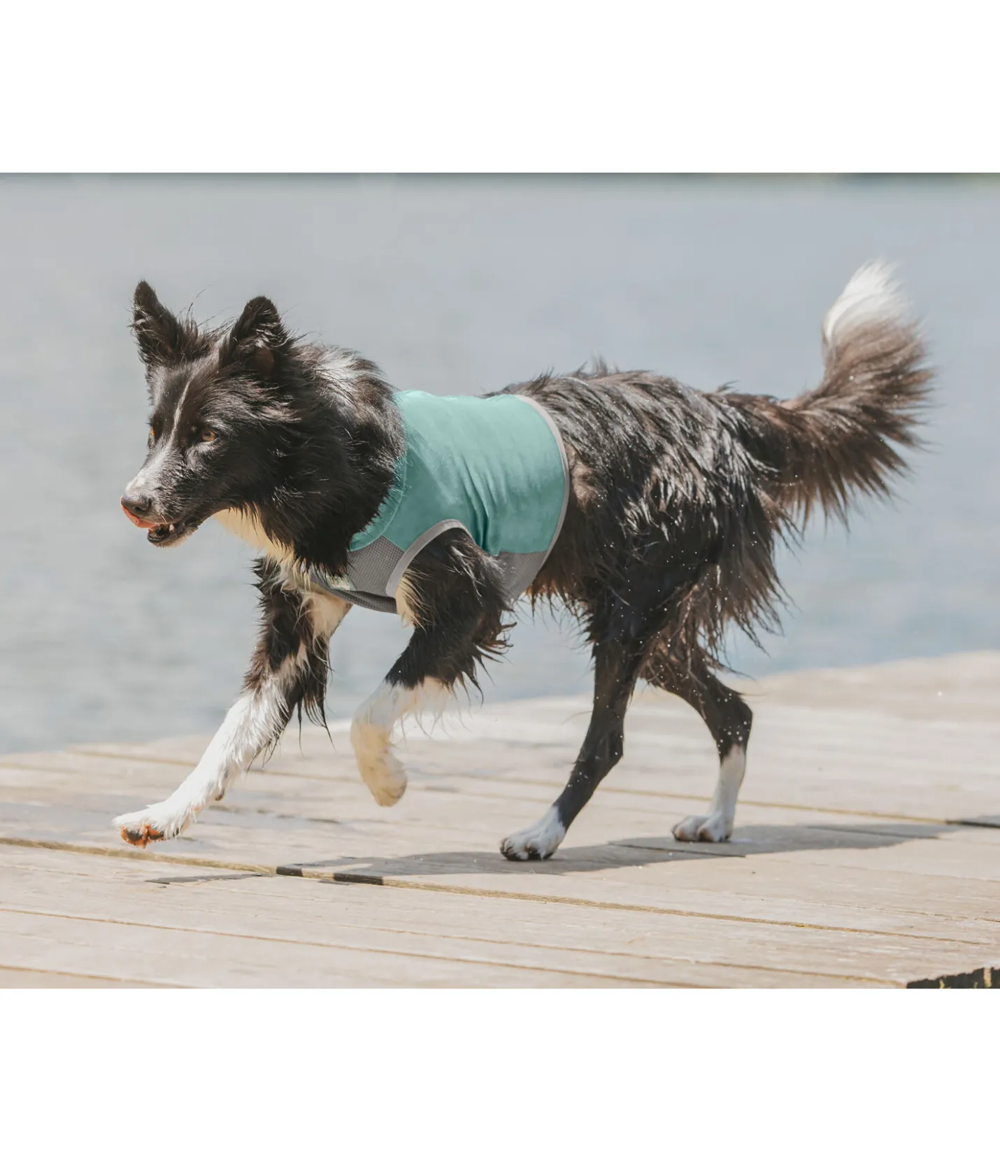 sugar dog Gilet rafraîchissant pour chien Refresh bleu atlantique Discount