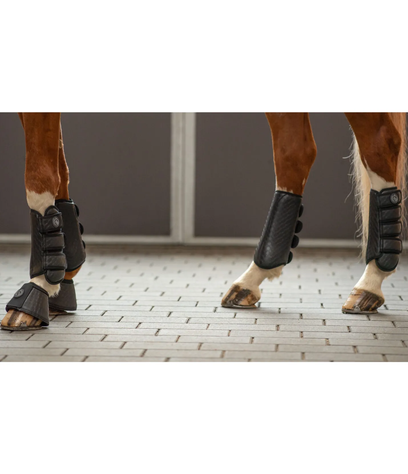 Felix Bühler Guêtres de dressage Dressur-Derby noir Sale