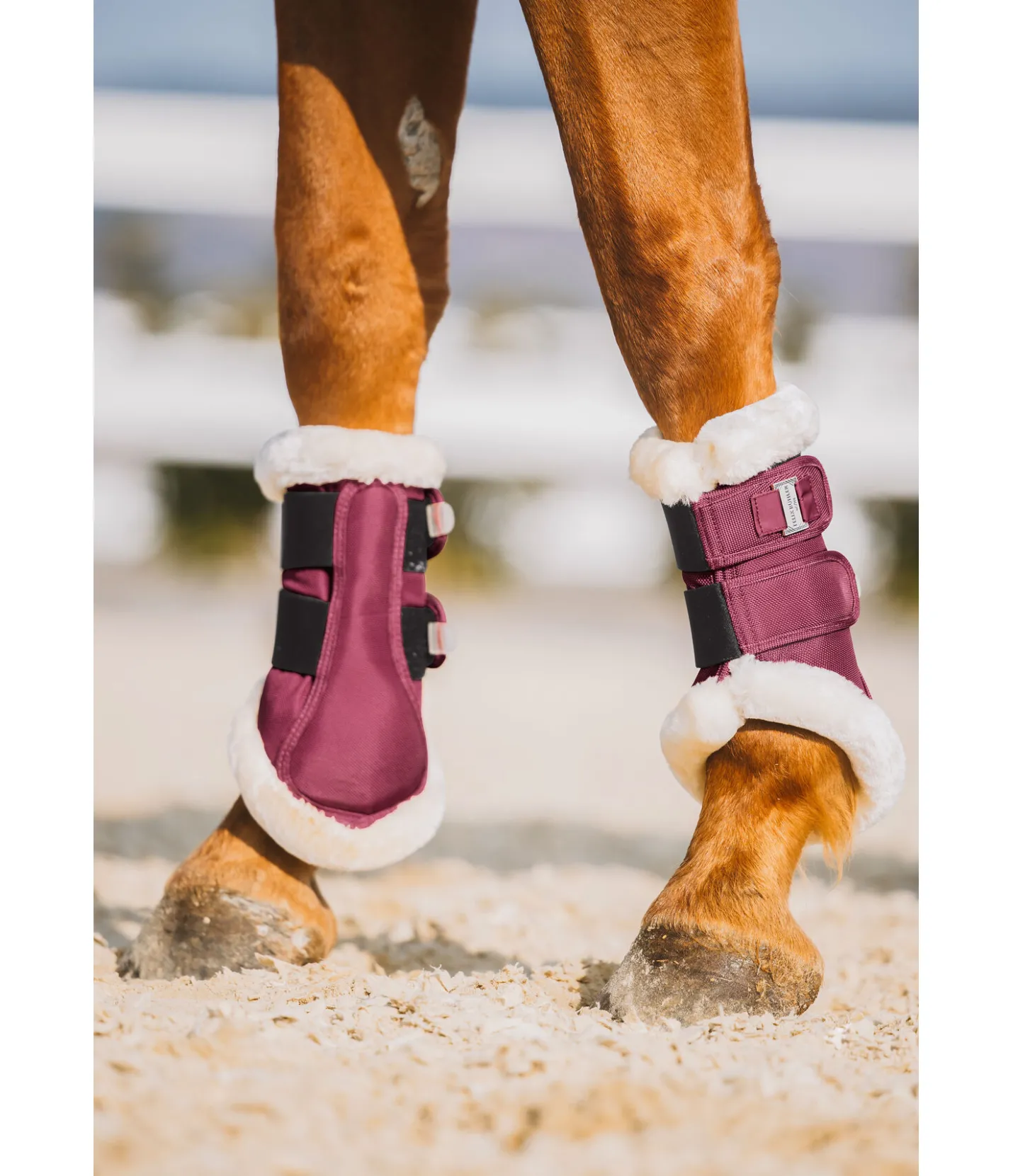 Felix Bühler Guêtres de dressage en polaire Teddy Essential (antérieurs) wild berry Online