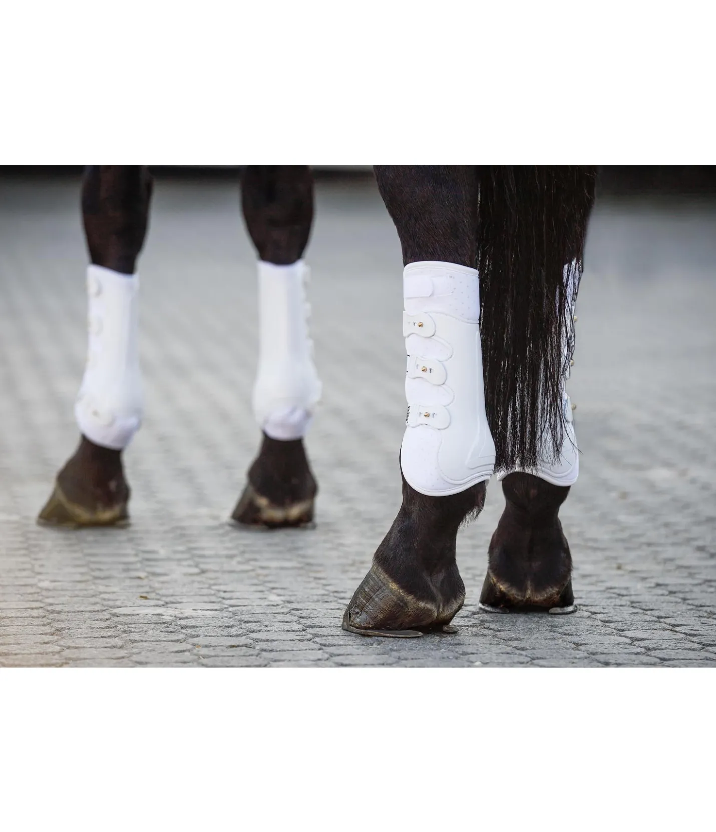 Felix Bühler Guêtres de dressage postérieures Perfect Protection blanc Sale