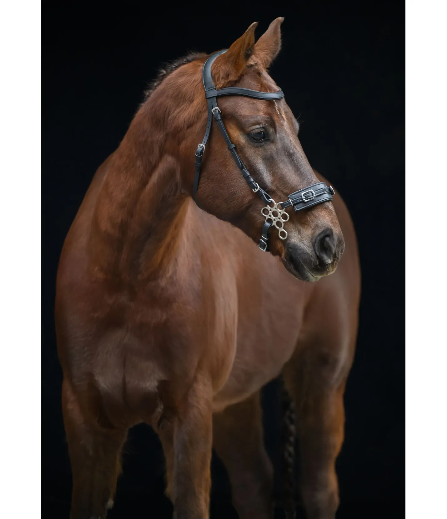 SILK STEEL Hackamore flower noir Best