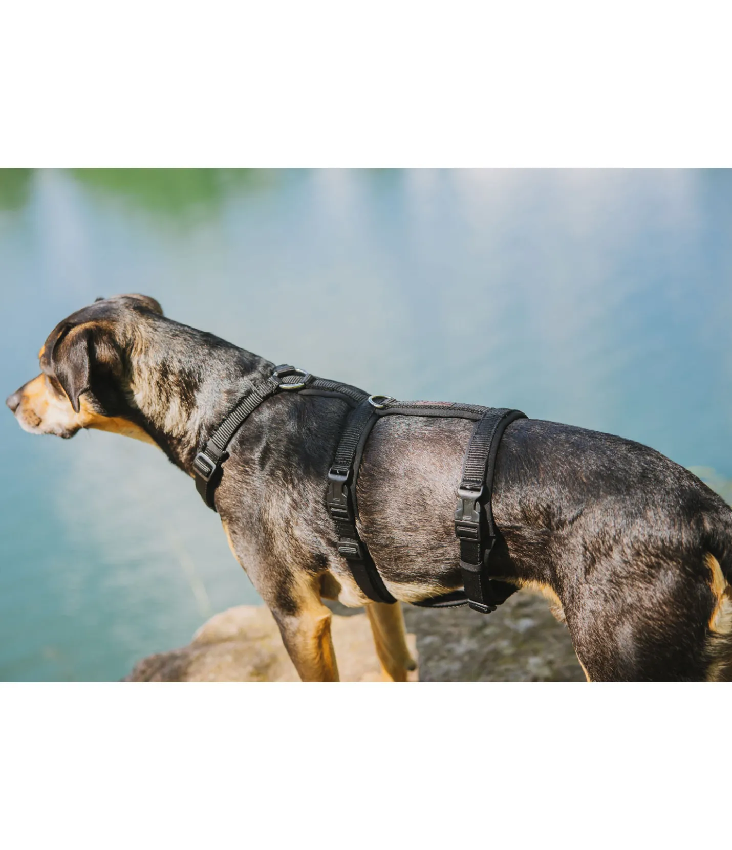 sugar dog Harnais de sécurité pour chien Irmi noir Online