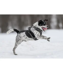 sugar dog Harnais pour chien Expedition noir