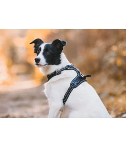 sugar dog Harnais pour chien Expedition noir