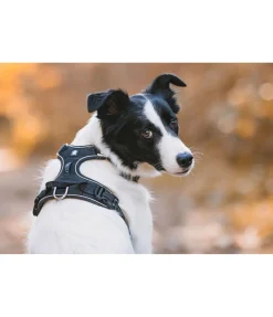 sugar dog Harnais pour chien Expedition noir