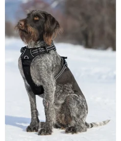 sugar dog Harnais pour chien Expedition noir