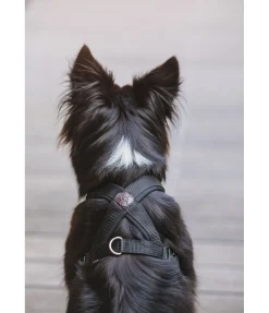 sugar dog Harnais pour chien Piper noir Sale