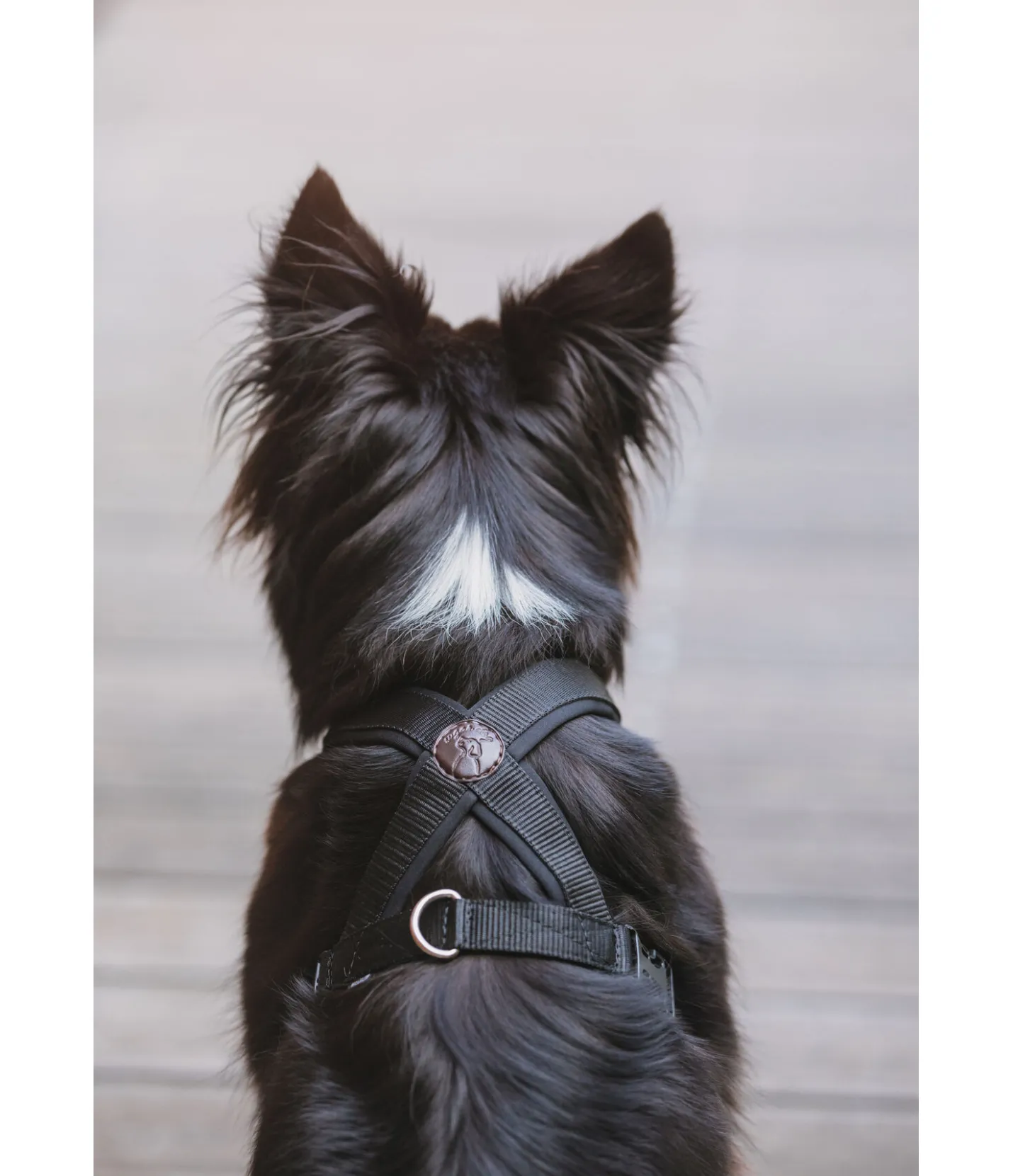 sugar dog Harnais pour chien Piper noir Sale