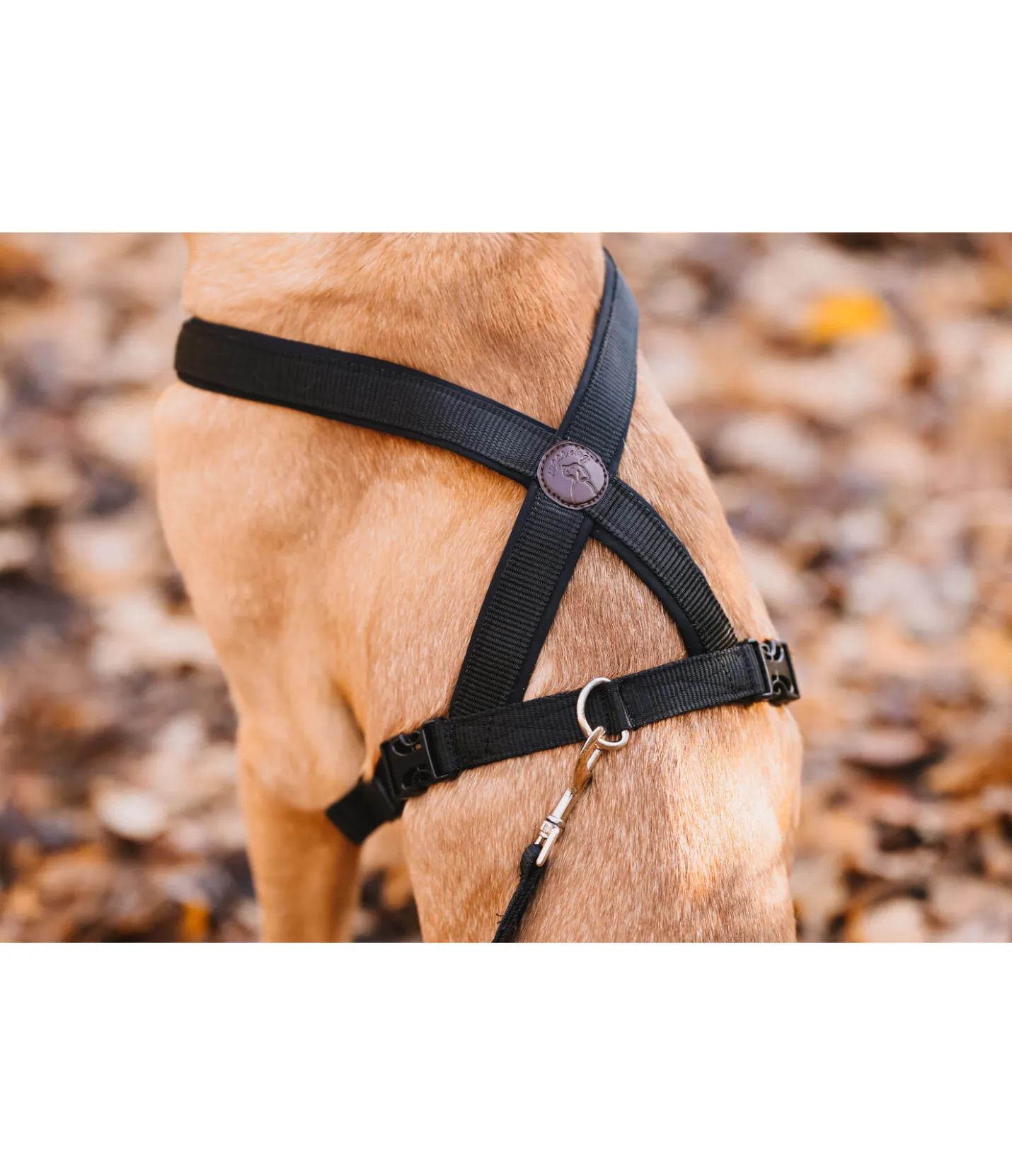 sugar dog Harnais pour chien Piper noir Sale