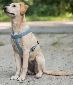 sugar dog Harnais pour chien Piper bleu dauphin Hot