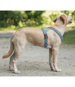 sugar dog Harnais pour chien Piper bleu dauphin Hot