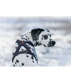 sugar dog Harnais pour chien Piper navy Discount