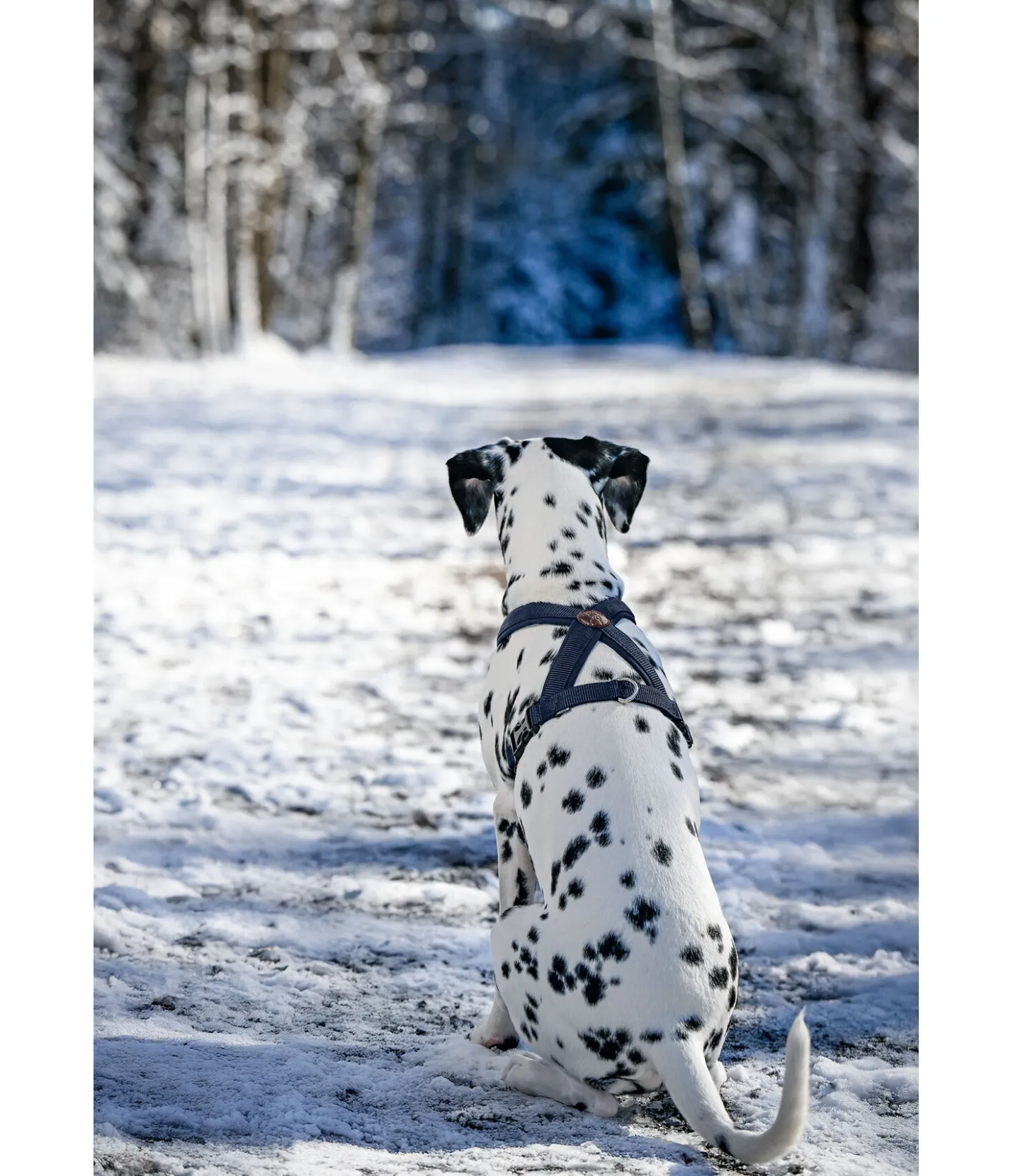 sugar dog Harnais pour chien Piper navy Discount
