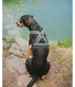 sugar dog Harnais pour chien Piper matcha foncé Online