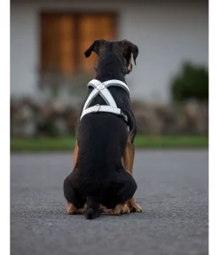 sugar dog Harnais réfléchissant pour chien gris Online
