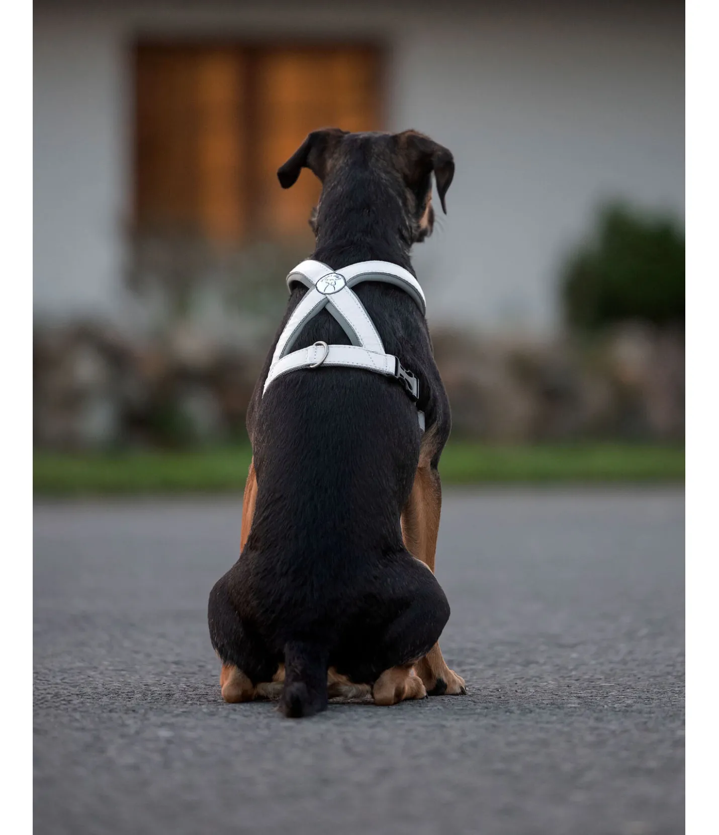 sugar dog Harnais réfléchissant pour chien gris Online