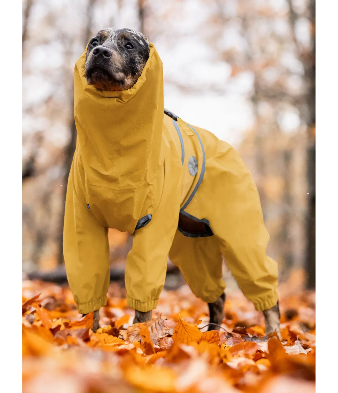 sugar dog Imperméable pour chien Sequoia II, 0 g mangue dorée