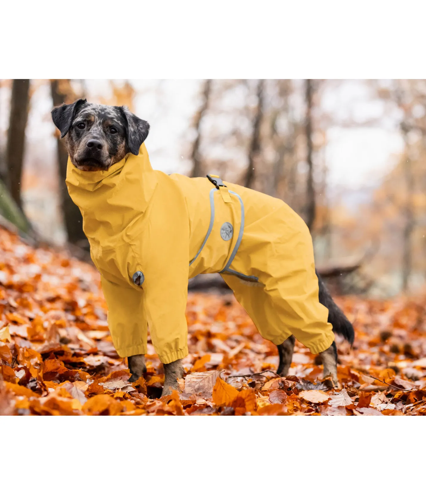 sugar dog Imperméable pour chien Sequoia II, 0 g mangue dorée