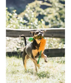 sugar dog Jouet à tirer pour chien Agi Clearance