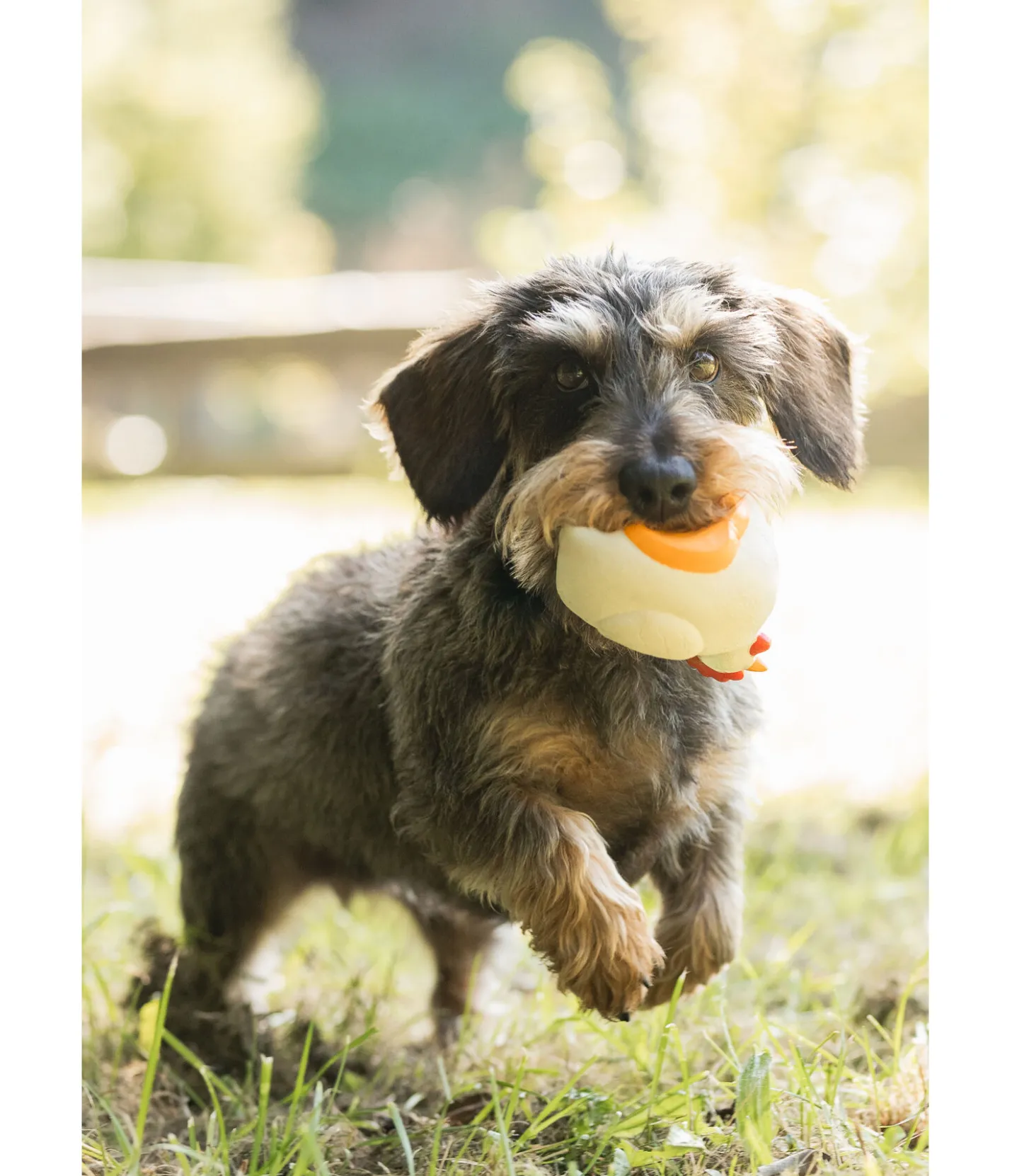 sugar dog Jouet couineur pour chien Chicken Outlet