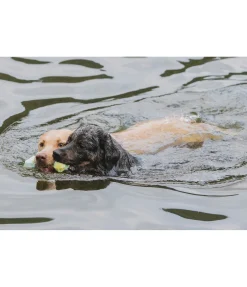 sugar dog Jouet d'eau pour chien Marble Bone Discount