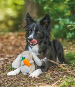 sugar dog Jouet en peluche pour chien Bunny Outlet