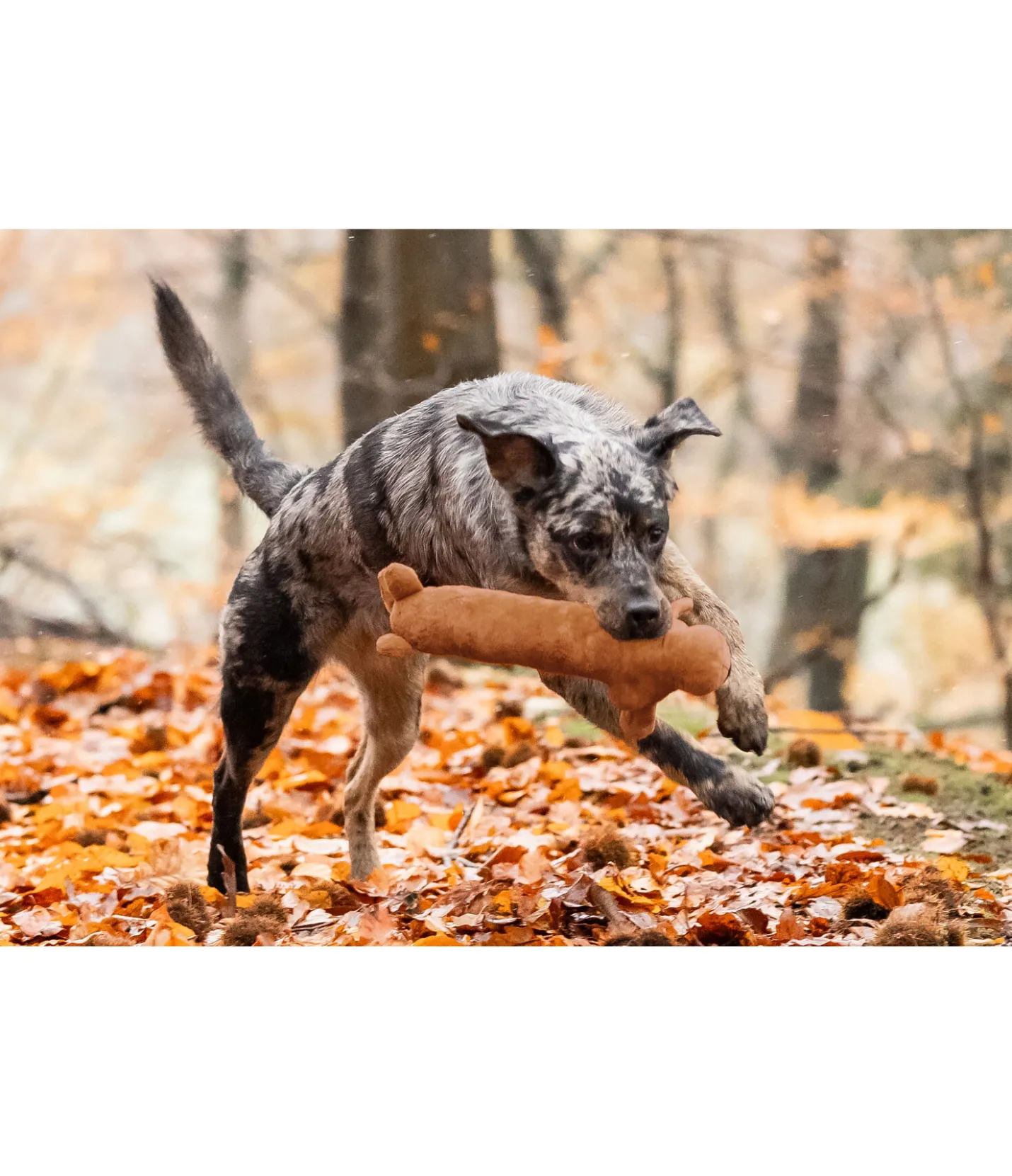 sugar dog Jouet en peluche pour chien Jasper Discount