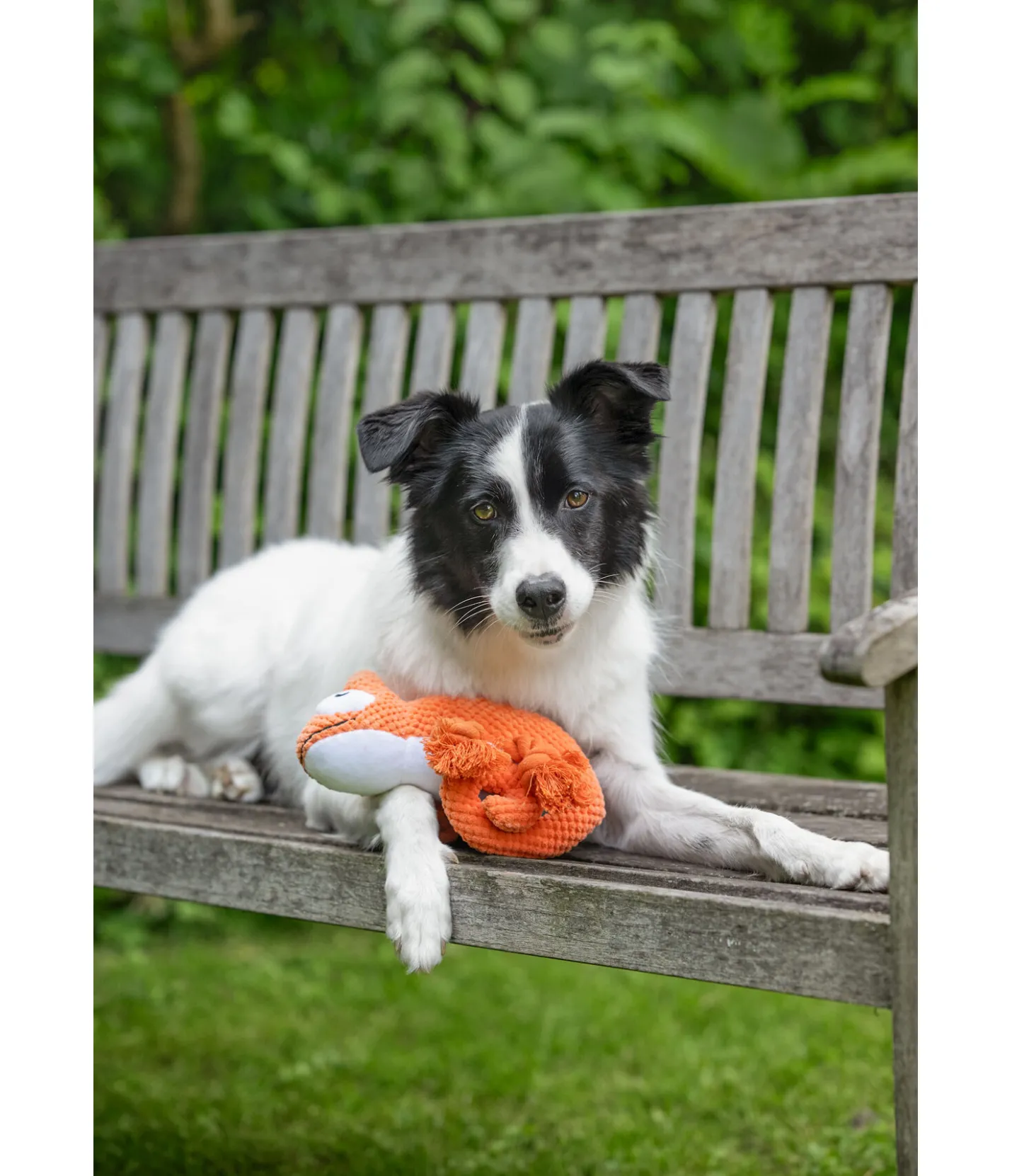 sugar dog Jouet pour chien Chameleon orange New