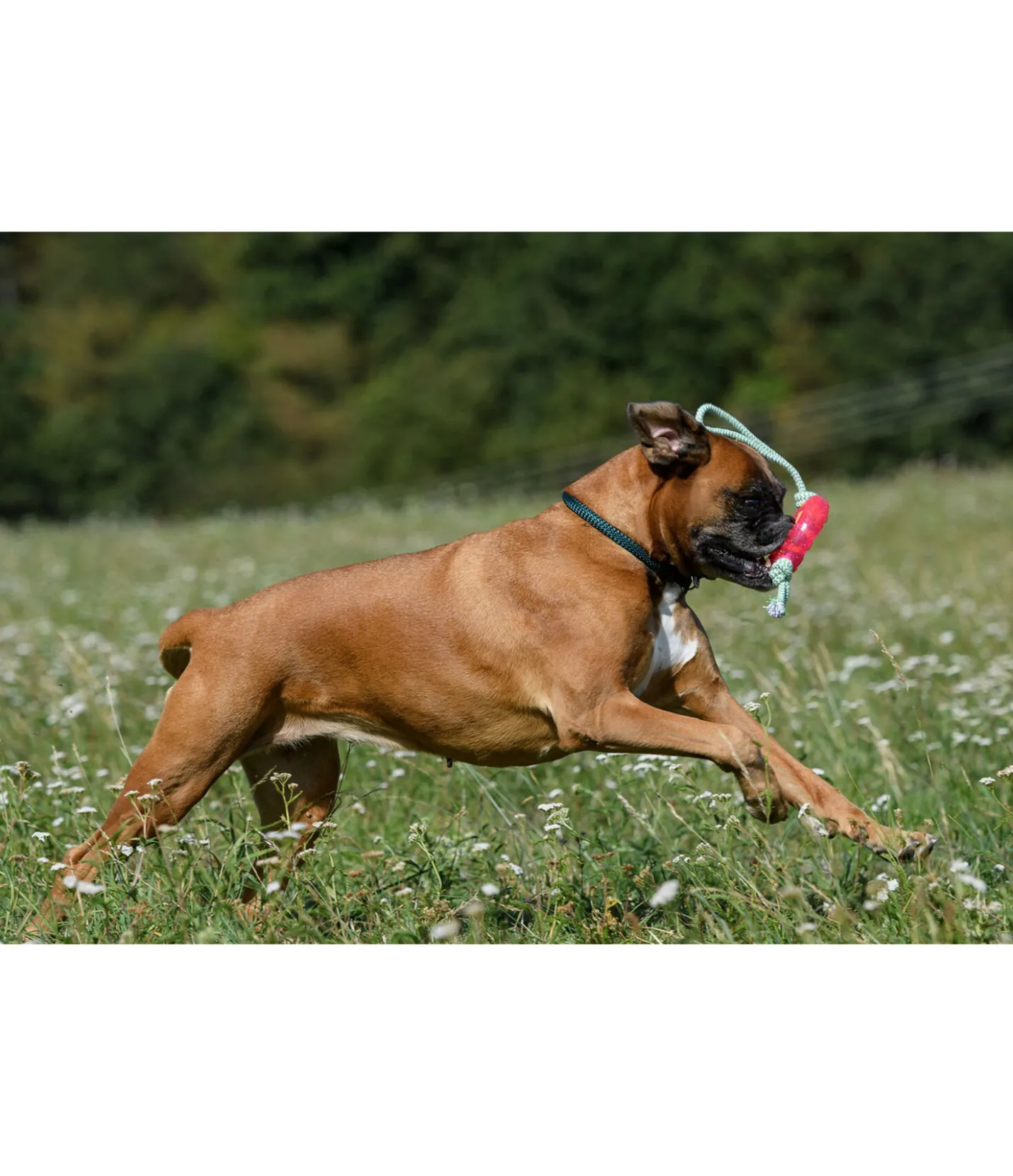sugar dog Jouet pour chien Mia pink New