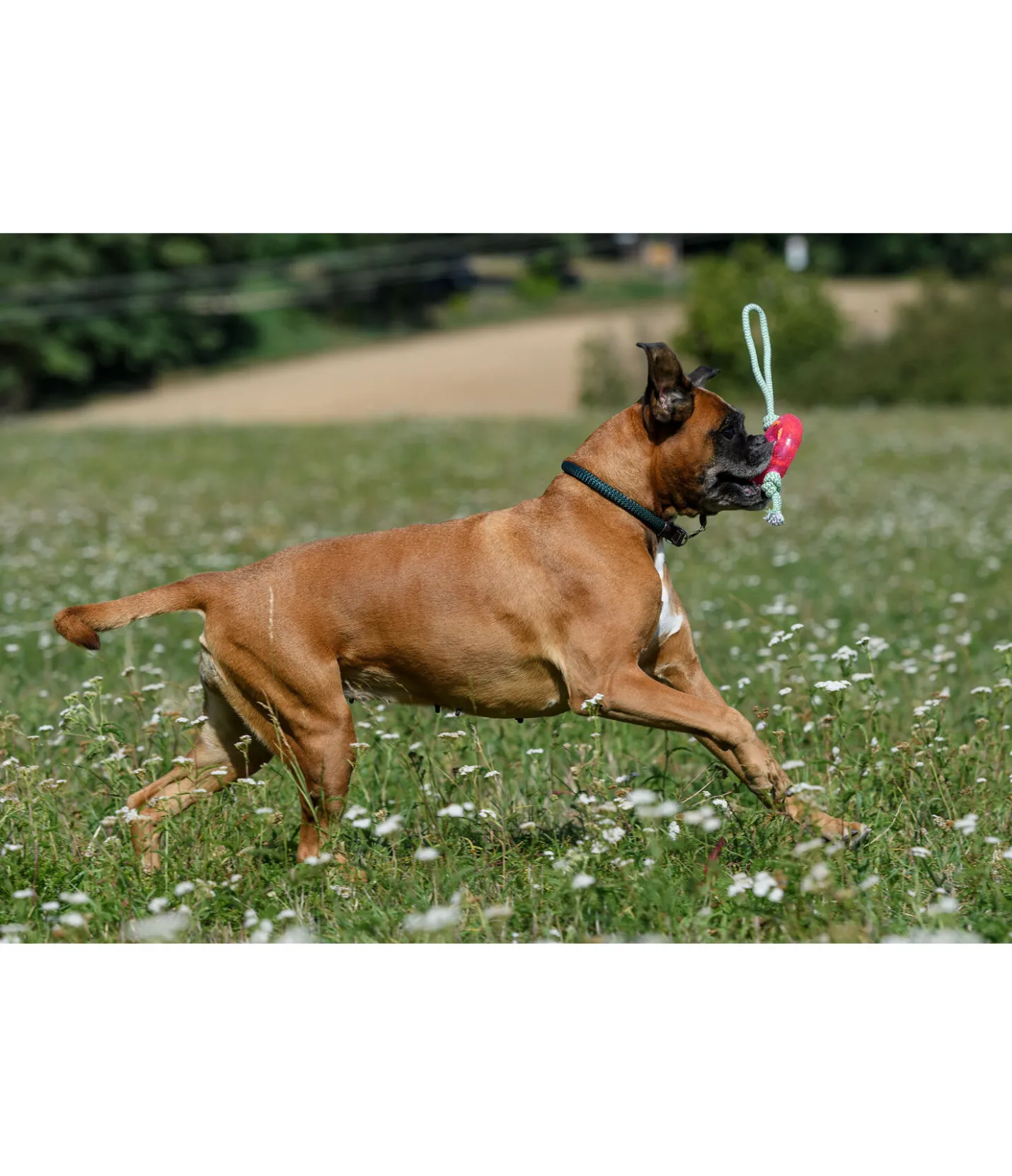 sugar dog Jouet pour chien Mia pink New