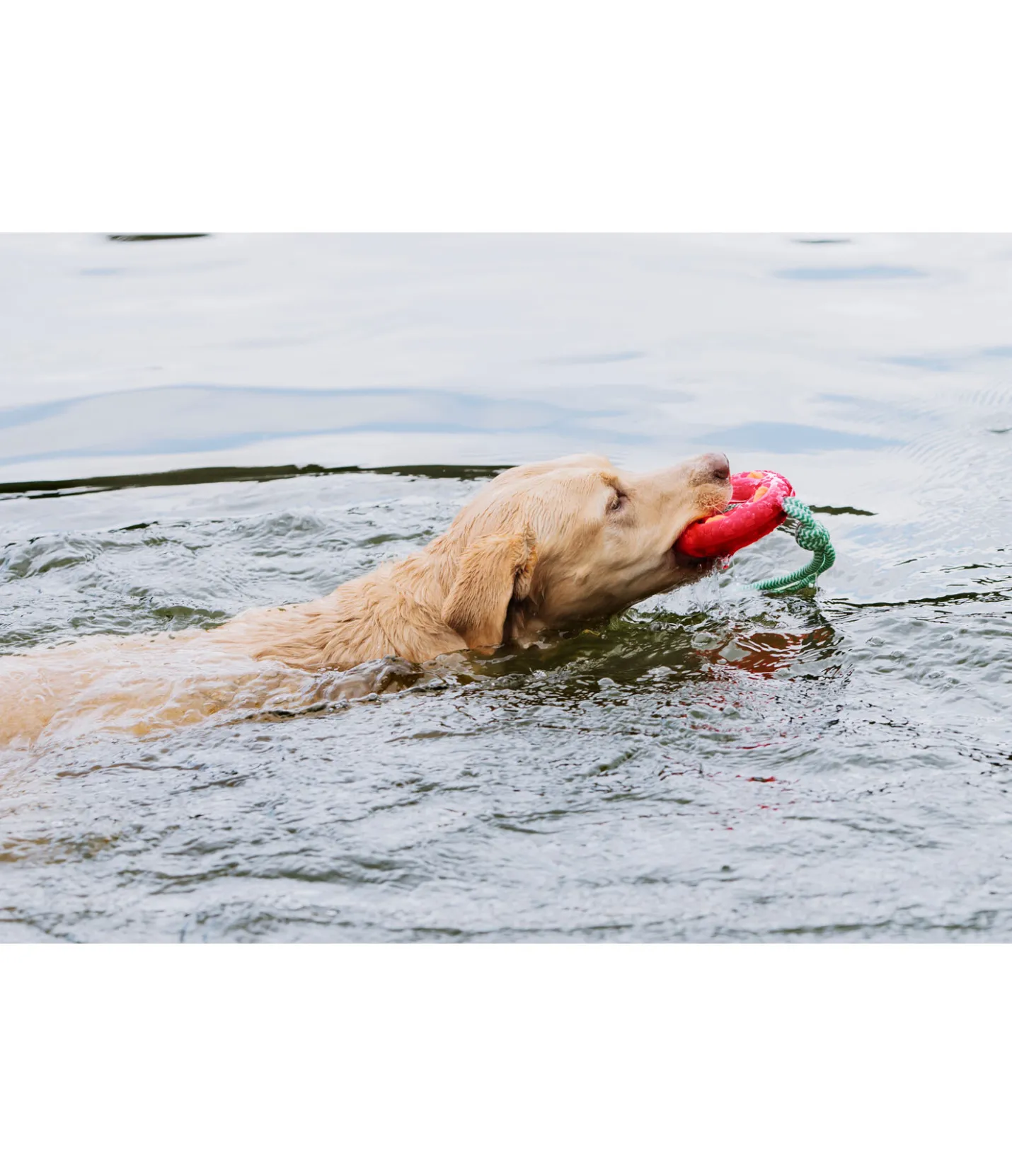 sugar dog Jouet pour chien Mia pink New