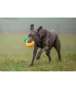 sugar dog Jouet pour chien Pineapple jaune New