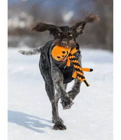 sugar dog Jouet pour chien Pumpkin Outlet
